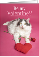 Happy Valentines Day For Anyone Cute Cat With Heart and Rose Humor card