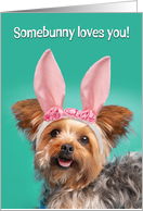 Happy Easter For The Dog Cute Yorkie in Bunny Ears Humor card