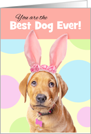 Happy Easter For The Dog Cute Labrador Puppy in Bunny Ears Humor card