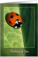 Thinking of You For Anyone Lady Bug Photograph card