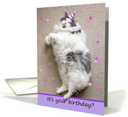 Happy Birthday For Anyone Fat Cat Down For Cake Humor card (1777936)