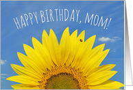 Happy Birthday Mom Beautiful Sunflower with Ladybug Photograph card