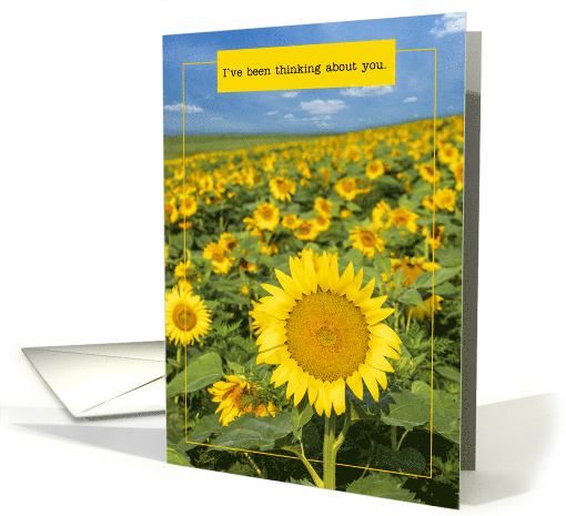 Thinking of You For Anyone Beautiful Sunflower Field Photograph card