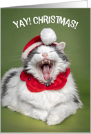 Merry Christmas For Anyone Happy Cat in Hat With Mouth Open Humor card