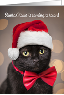 Merry Christmas For Anyone Cat in Santa Hat Humor card