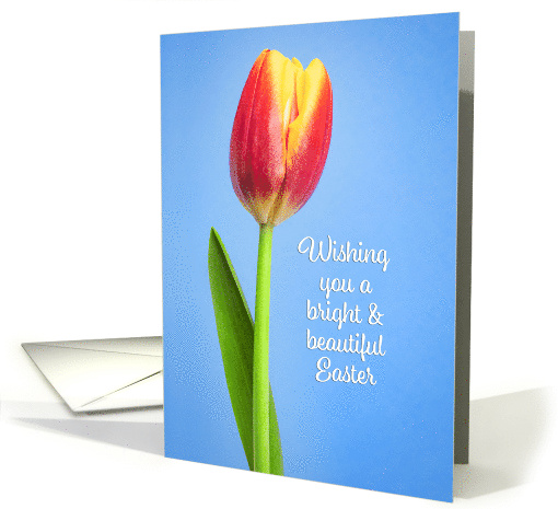 Happy Easter For Anyone Beautiful Tulip on Blue Photograph card