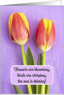 Happy Easter Spring is Here For Anyone Tulips on Purple Photo card