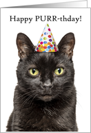 Happy Birthday For Anyone Cat in Party Hat Pun Humor card