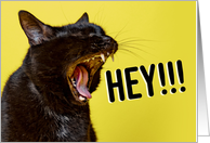 Happy Birthday For Anyone Yelling Cat Humor card