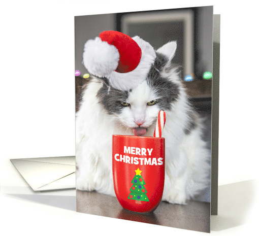 Merry Christmas For Anyone Funny Cat Drinking Hot Chocolate Humor card