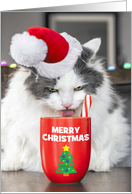 Merry Christmas For Anyone Funny Cat Drinking Hot Chocolate Humor card