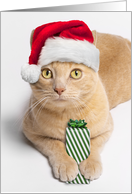 Merry Christmas For Anyone Orange Tabby Cat in Santa Hat with Present card