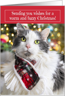Merry Christmas For Anyone Cute White and Gray Longhair Cat in Scarf card