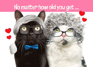 Happy Anniversary For Both Funny Older Cat Couple Humor