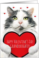 Happy Valentines Day Granddaughter Cute Cat Holding Big Heart Humor card