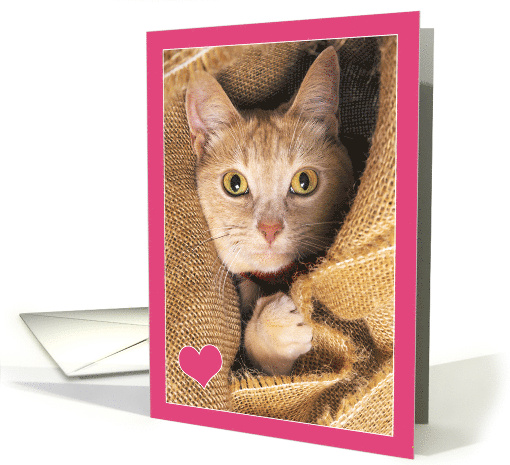 I Love You Orange Tabby Cat Love and Romance Humor Photograph card