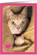 I Love You Orange Tabby Cat Love and Romance Humor Photograph card