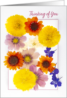 Thinking of You For Anyone Dried Pressed Colorful Flowers card