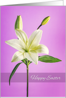 Happy Easter For Anyone Beautiful White Lily on Purple Background card