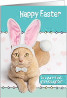 Happy Easter Granddaughter Cute Ginger Cat in Bunny Costume Humor card