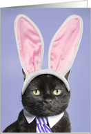 Happy Easter For Anyone Cute Black Cat in Bunny Ears and Tie Humor card