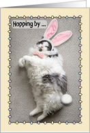 Happy Easter For Anyone Funny Fat Cat in Bunny Ears Humor card