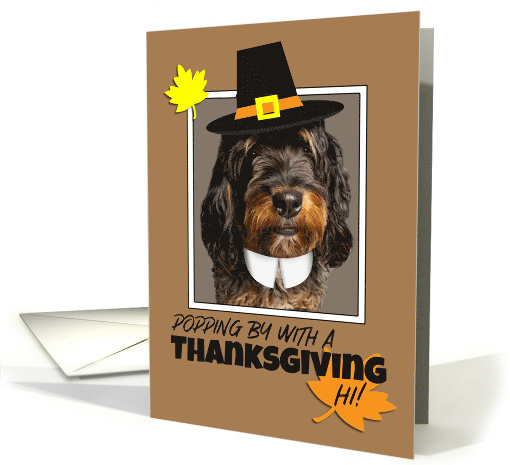 Happy Thanksgiving For Anyone Bernedoodle Dog in Pilgrim... (1948394)