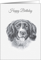 Birthday, Springer Spaniel Dog Drawing card