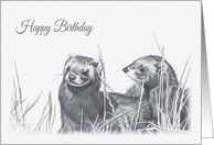 Birthday, Common Ferret or Pole Cat card