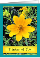 Yellow Wild Flower Thinking of You card