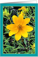 Yellow Wildflower Any Occasion Blank Note card