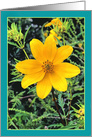 Yellow Wildflower Any Occasion Blank Note card