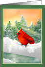 Winter Red Cardinal Bird in Snow Blank Note card