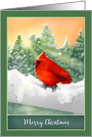 Winter Scene Red Cardinal Bird in Snow Christmas card