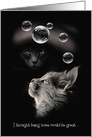 Cats Bubbles COVID-19 Humor Thinking of you. card