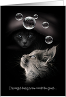 Cats Bubbles COVID-19 Humor Thinking of you. card