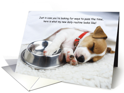 Puppy Dog COVID-19 Social Distancing Humor card (1608844)