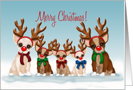 Merry Christmas, Five Chihuahuas with Red Noses Wearing Antlers card