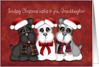 Sending Christmas Wishes to you Granddaughter, Three Puppies with hats card