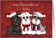 Sending Christmas Wishes to you Grandson, Three Puppies with hats card