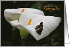 White Calla Lilies with Butterfly Expressing Deep Sympathy card