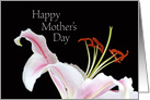Blank Happy Mother’s Day Stylish Pink and White Lily card