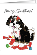 Christmas Black and White Bernedoodle With Torn Up Wrapping Paper card