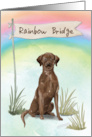 Chocolate Lab Pet Sympathy Over Rainbow Bridge card
