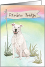 American Staffordshire Terrier Pet Sympathy Over Rainbow Bridge card