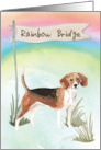 Beagle Pet Sympathy Over Rainbow Bridge card