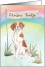 Brittany Pet Sympathy Over Rainbow Bridge card
