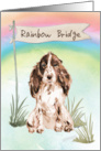 Brown Cocker Spaniel Pet Sympathy Over Rainbow Bridge card