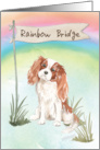 Cavalier King Charles Spaniel Pet Sympathy Over Rainbow Bridge card