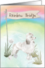 White Poodle Pet Sympathy Over Rainbow Bridge card